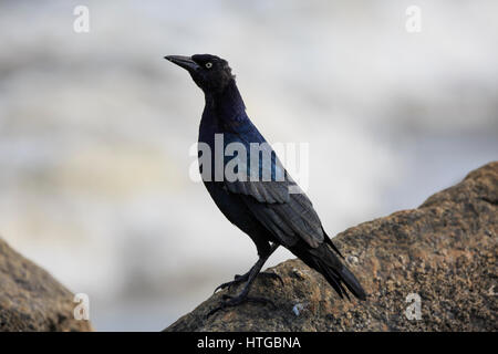 Boot-angebundene Grackle (Quiscalus großen) Stockfoto