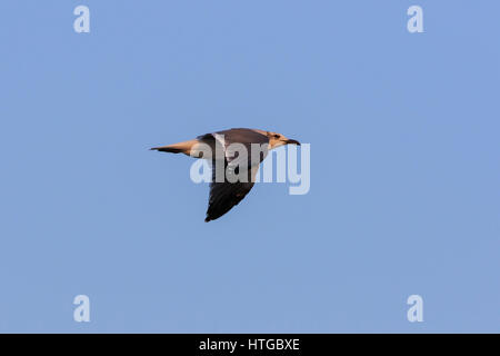 Zweiten winter laughing Gull (atricilla Leucophaeus) im Flug. Stockfoto