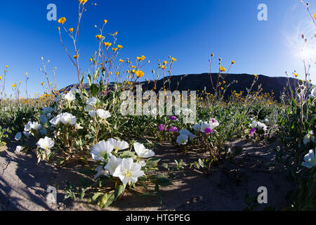 Anza-Borrego Desert, Kalifornien. 14. März 2017. Düne Primel Blumen in Henderson Canyon. Schweren Winter Niederschlag gesättigt die meist trockene Wüstenlandschaft der Anza-Borrego Desert State Park, wodurch eine Superbloom von Frühlingsblumen. Bildnachweis: Ironstring/Alamy Live-Nachrichten Stockfoto