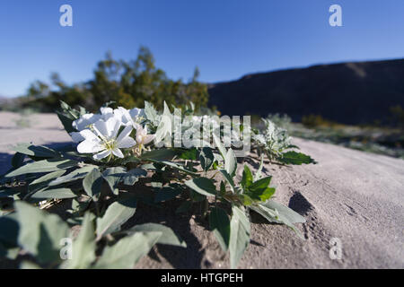 Anza-Borrego Desert, Kalifornien. 14. März 2017. Düne Primel Blumen in Henderson Canyon. Schweren Winter Niederschlag gesättigt die meist trockene Wüstenlandschaft der Anza-Borrego Desert State Park, wodurch eine Superbloom von Frühlingsblumen. Bildnachweis: Ironstring/Alamy Live-Nachrichten Stockfoto