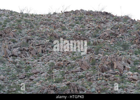 Anza-Borrego Desert, Kalifornien. 14. März 2017. Penisular Dickhornschaf, auch bekannt als Borregos sind getarnt durch Felsen in der Nähe von Yaqui Pass im Anza-Borrego Desert State Park. Bildnachweis: Ironstring/Alamy Live-Nachrichten Stockfoto