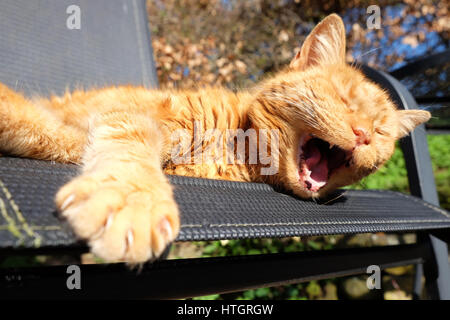 Titley, Herefordshire, England. 15. März 2017. Schlaffe genießt die Ingwertee Katze die Chance, auf dem Gartenstuhl in der warmen Frühlingssonne unter strahlend blauem Himmel über Herefordshire knap. Temperaturen erreichen heute 15 C in weiten Teilen des Vereinigten Königreichs. Stockfoto