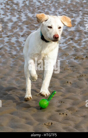 Hunde tagein, Southport, Merseyside. 15. März 2017.  Sechs Monate alt spielt golden Labrador "Bramble" mit ihrem Lieblings-Ball in der Sonne am Strand von Southport an einem schönen Frühlingsmorgen.  Bildnachweis: Cernan Elias/Alamy Live-Nachrichten Stockfoto