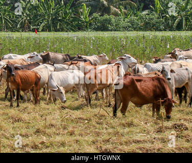 15. November 2006 - Kanchanaburi, Thailand - A Kuhherde in der ländlichen Gegend der Provinz Kanchanaburi, westlichen Thailand (Credit-Bild: © Arnold Drapkin über ZUMA Draht) Stockfoto