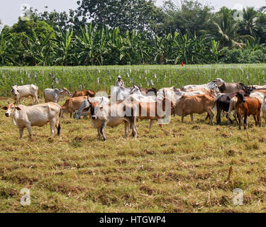 15. November 2006 - Kanchanaburi, Thailand - A-Landwirt mit seiner Herde Kühe in der ländlichen Gegend der Provinz Kanchanaburi, westlichen Thailand (Credit-Bild: © Arnold Drapkin über ZUMA Draht) Stockfoto