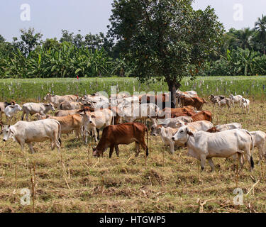 15. November 2006 - Kanchanaburi, Thailand - A Kuhherde in der ländlichen Gegend der Provinz Kanchanaburi, westlichen Thailand (Credit-Bild: © Arnold Drapkin über ZUMA Draht) Stockfoto