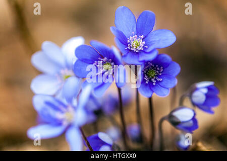 Hepatica Nobilis, Kidneywort, Liverleaf oder im zeitigen Frühjahr blühen Lebermoos Stockfoto