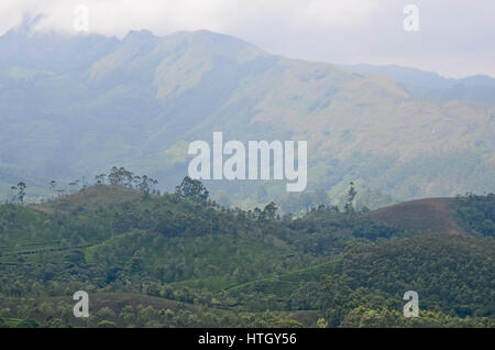 Neblige Bergen von Munnar in Kerala, Indien, in denen Tee angebaut wird ist eines der Reiseziele, besonders während der Sommermonate Stockfoto