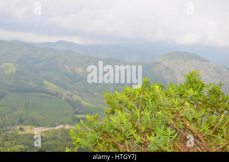 Neblige Bergen von Munnar in Kerala, Indien, in denen Tee angebaut wird ist eines der Reiseziele, besonders während der Sommermonate Stockfoto