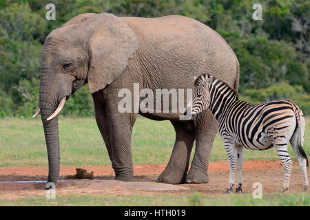 Afrikanischen Busch Elefantenbullen (Loxodonta Africana) trinken am Wasserloch mit Burchell Zebra (Equus Quagga Burchellii) Stockfoto