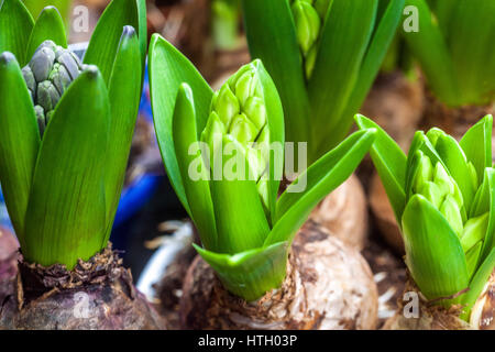 Die angehenden Hyazinthen-Lampen in Blumentöpfen, Frühlingszwiebeln-Töpfe Stockfoto