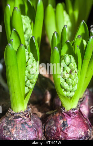 Hyacinthus wächst in Töpfen, Zwiebelfrühlingspflanze Hyacinth-Triebe Stockfoto