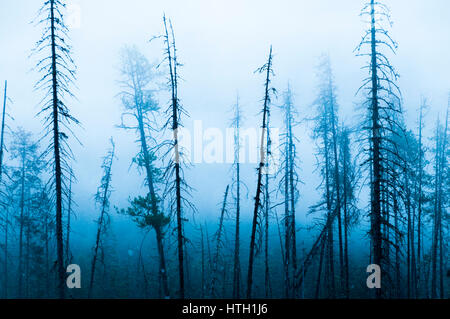 Dünne Bäume im Nebel, Cariboo Region Silhouette, Stockfoto