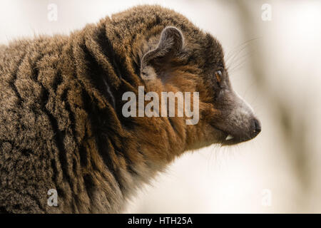 Mungo Lemur (Eulemur Mongoz) Hunde im Profil zeigen. Männliche arboreal Primas in der Familie Lemuridae, ursprünglich aus Madagaskar und den Komoren-Inseln Stockfoto