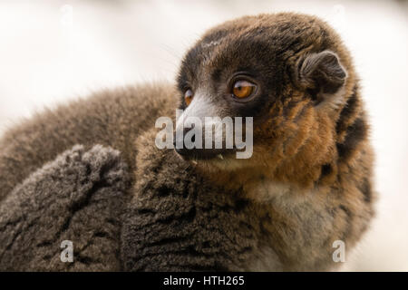 Mungo Lemur (Eulemur Mongoz) zeigt die Eckzähne. Männliche arboreal Primas in der Familie Lemuridae, ursprünglich aus Madagaskar und den Komoren-Inseln Stockfoto