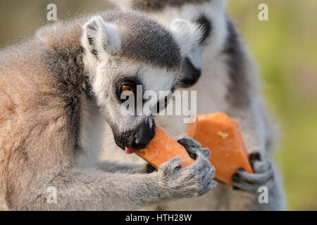 Katta (Lemur Catta) Essen Yam. Bekannteste große Strepsirrhine Primas in der Familie Lemuridae nagt an Gemüse Stockfoto