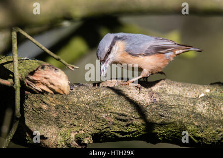 Kleiber (Sitta Europaea) auf der Jagd nach Insekten. Bunter Wald Vogel in der Familie Sittidae, mit Schnabel öffnen Jagd nach Insekten auf Rinde des Baumes Stockfoto