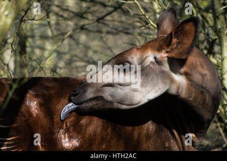 Okapi (Okapia Johnstoni) mit Zunge verlängert. Giraffid Artiodactyl Säugetier native nach Zentralafrika, Pflege Fell mit langen blauen Zunge Stockfoto
