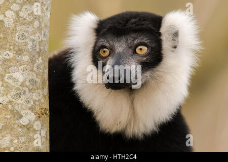 Schwarz-weiß-Ruffed Lemur (Varecia Variegata) Porträt. Endemisch auf der Insel Madagaskar vom Aussterben bedrohten Lemuren Stockfoto