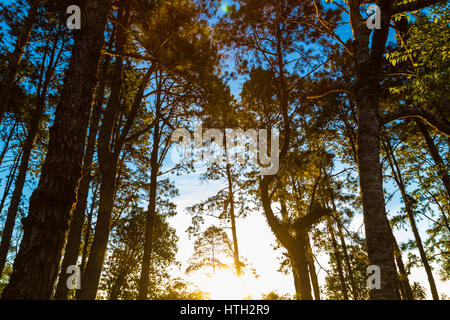 Landschaft des Lichtes über die Berge in Kiefer auf den Sonnenaufgang, Chiangmai Thailand Stockfoto
