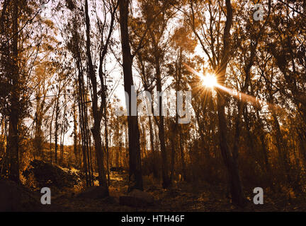 Warme Herbst Landschaft in einem Wald, die Sonne wirft schöne Lichtstrahlen durch die Nebel und Bäume. Stockfoto