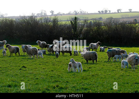 Herde von Neugeborenen Lämmern mit ihrer Mutter das Leben auf dem Lande genießen. Stockfoto