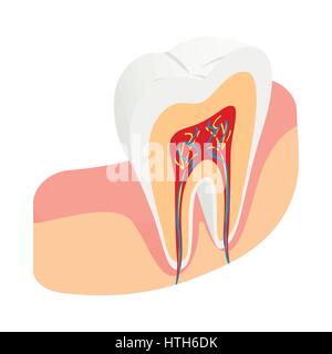 Querschnitt-Symbol, isometrische 3D-Stil Zahn Stock Vektor