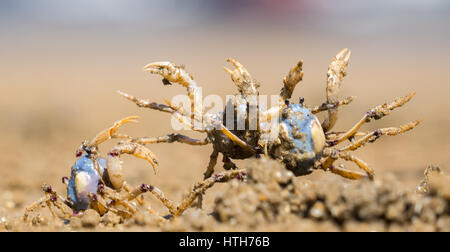 Nahaufnahme eines blauen Soldaten Krabben am Strand kämpfen Stockfoto