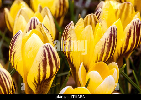 Crocus Chrysanthus "Gipsy Girl" Blüte im Frühjahr Stockfoto