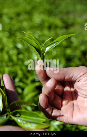 Tee Blatt Hintergrund Mann Hand Pick Teeblätter auf Landwirtschaft-Plantage in Dalat, Vietnam, Tealeaf ist gesundes Trinken, gut für die Gesundheit Stockfoto