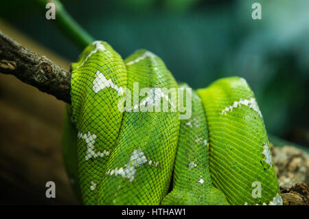 Smaragd Tree Boa Stockfoto