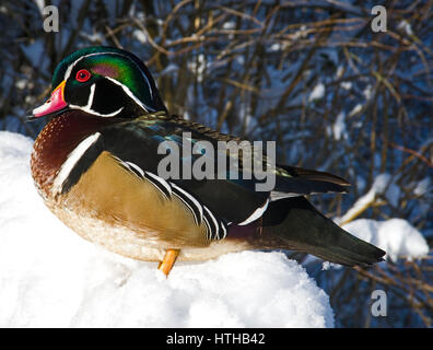 Holz Ente Stockfoto