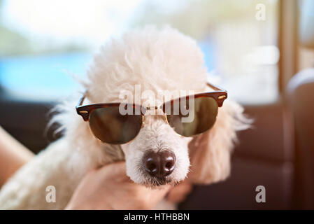Weißer Pudel in Sonnenbrille Closeup sitzen im Auto. Pudel Hund tragen Sonnenbrillen Stockfoto