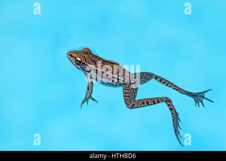 Erwachsenen südlichen Leopard Frosch (Rana Sphenocephala) schwimmt auf dem hellen blauen Wasser eines Schwimmbades in North Carolina Stockfoto