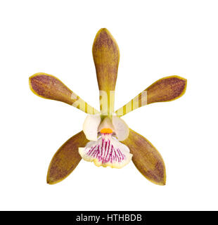 Einzelne Blume eine Encyclia Orchideen Hybriden vor einem weißen Hintergrund isoliert Stockfoto