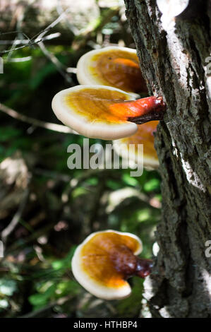 Orange Reishi Pilze wachsen auf Seite der schattigen Baum in einem Wald in der Nähe von Marabel Höhlen in Wisconsin Stockfoto