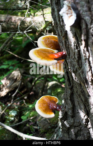 Orange Reishi Pilze wachsen auf Seite der schattigen Baum in einem Wald in der Nähe von Marabel Höhlen in Wisconsin Stockfoto