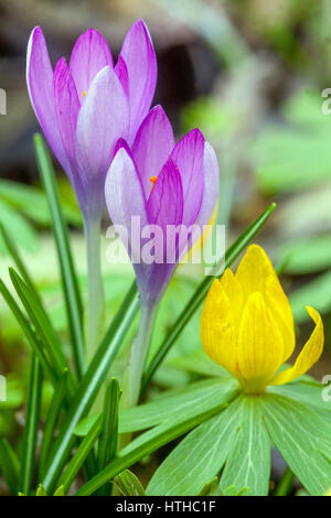 Winter Aconite, Eranthis hyemalis, blaue Krokusblumen Frühlingsblumen Porträt Frühlingsschönheit Krokusfrühlingsnamen Stockfoto