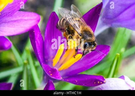 Crocus in Blüte, Biene auf einer Blume Honigbiene in Blütenbestäubung Stockfoto