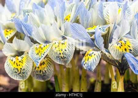 Blausenblüten von Iris reticulata 'Katharine Hodgkin' Blüten Stockfoto