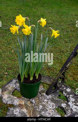 Tenby Narzissen Narcissus Oballaris Narzissen wachsen in einem Topf auf einem verwitterten Sonnenuhr Stockfoto