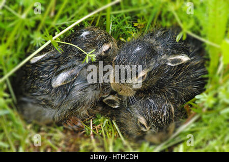 Neugeborenes Baby Hasen auf der Wiese. Ostern-Thema Stockfoto