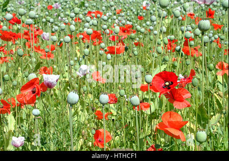 Red poppies growing in a white Opium poppy field in Hampshire Engalnd Stockfoto