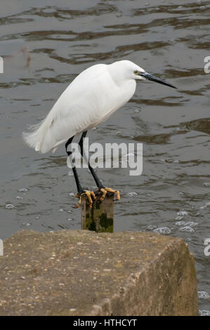 Seidenreiher, die Fischerei auf überfluteten Fluss stour Stockfoto