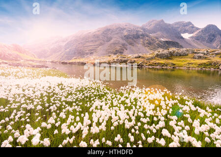 Schweizer Alpen Blumenwiese bei Sonnenuntergang mit Bergspitzen im Hintergrund und einen kleinen alpinen See Stockfoto