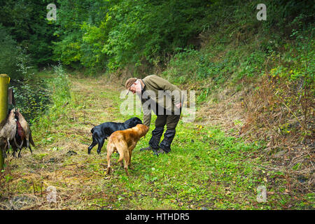 Abrufen von Fasanen Labradors Stockfoto