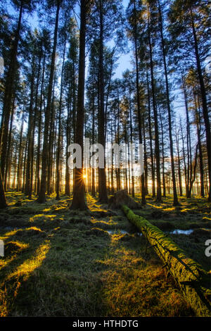 Die Sonne durch die Bäume im Wald ein Nadelbaum shinning Stockfoto