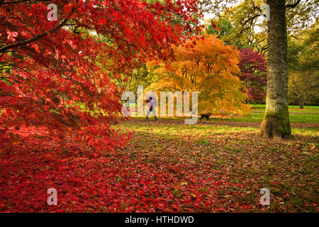 Spaziergang mit dem Hund im Westonbirt National Arboretum UK Stockfoto
