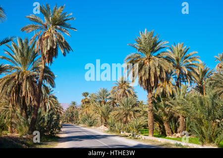 R1805, Avenue Mohammed V, Straße durch Palmeraie, Tata, Marokko Stockfoto