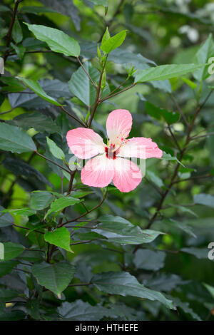 Hibiscus Rosa-Sinensis, Blume, The Eden Project, Cornwall, UK Stockfoto